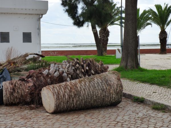Palm Trees Removal in Lilburn