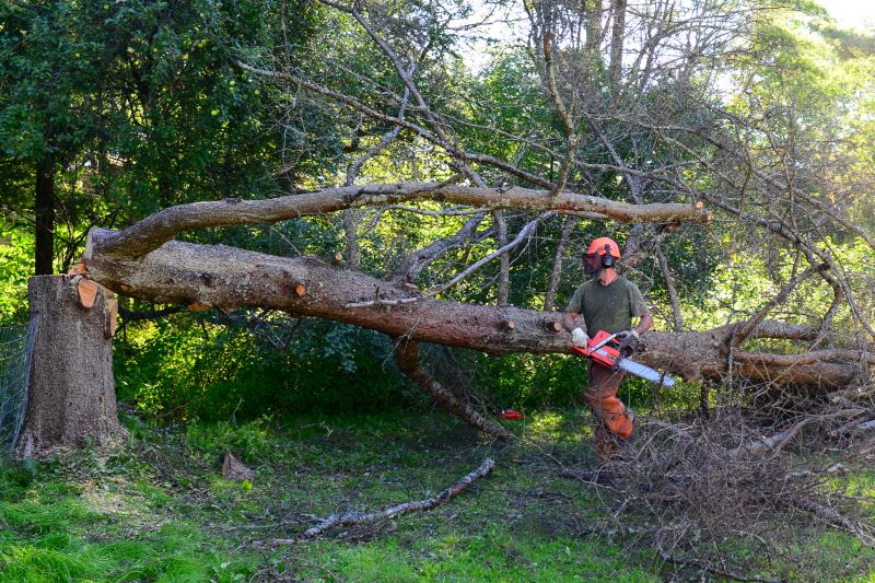 Commercial Property Tree Removal