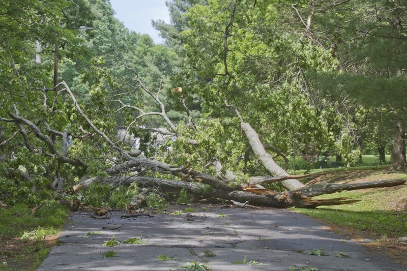 Storm Damage Tree Fall