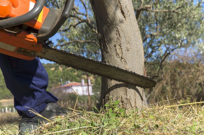 Tree Cutting in Winter