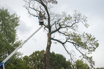 Willow Tree Removal